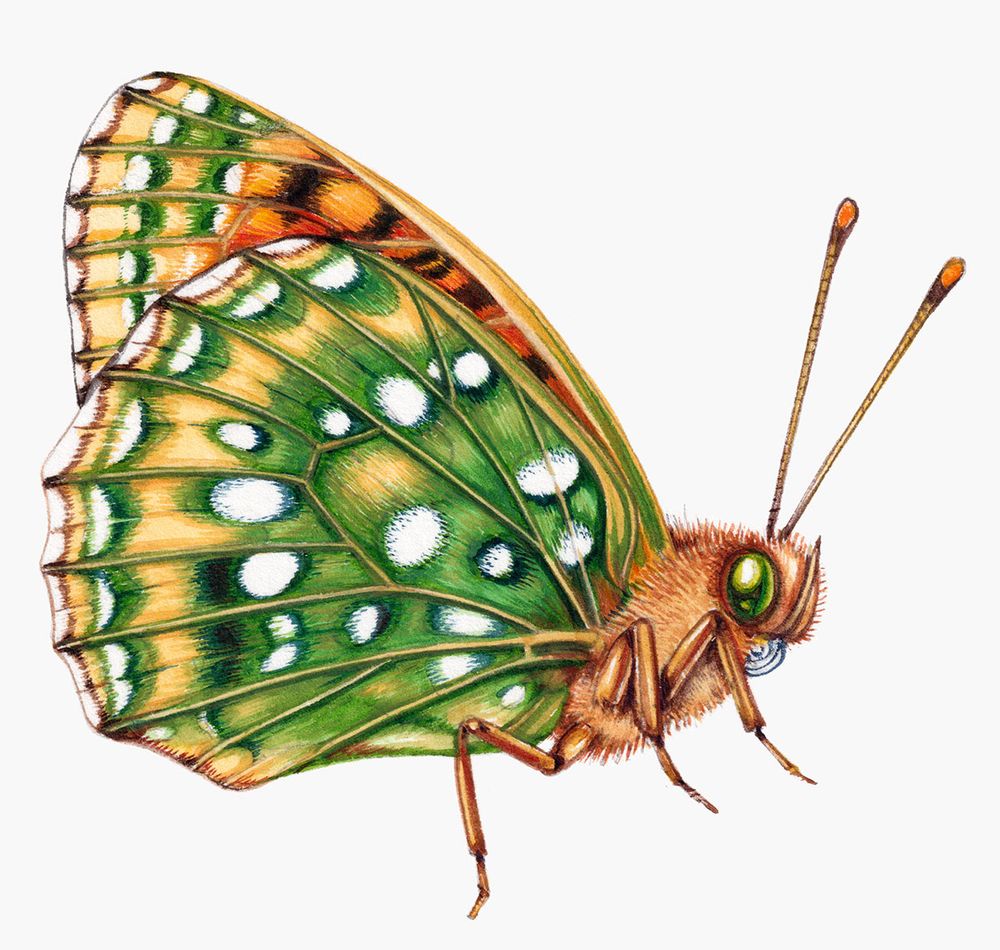 Illustration of the Dark green fritillary butterfly, Argynnis aglaja.  It's cut to white and shows the butterfly facing right, with wings folded, showing the underwings.  These are spotted with silver and green, although the background colour is beige.  This green explains the butterfly's name.  The body is brownish with yellow and green compound eyes and brown antennae tipped with orange.  You can just see a suggestion of the butterfly's long tongue, curled up.

This #naturalscienceillustration was competed for a china ware company along with 5 other #naturalhistory illustrations of #entomology subjects, and will feature on 6 or 7 designs of homeware.