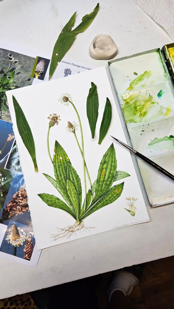 Completed botanical illustration of ribwort plantain
