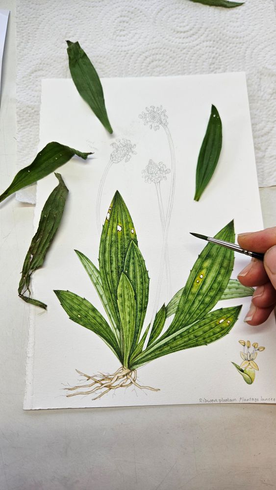 botanical illustration of ribwort plantain in progress - working on the leaves