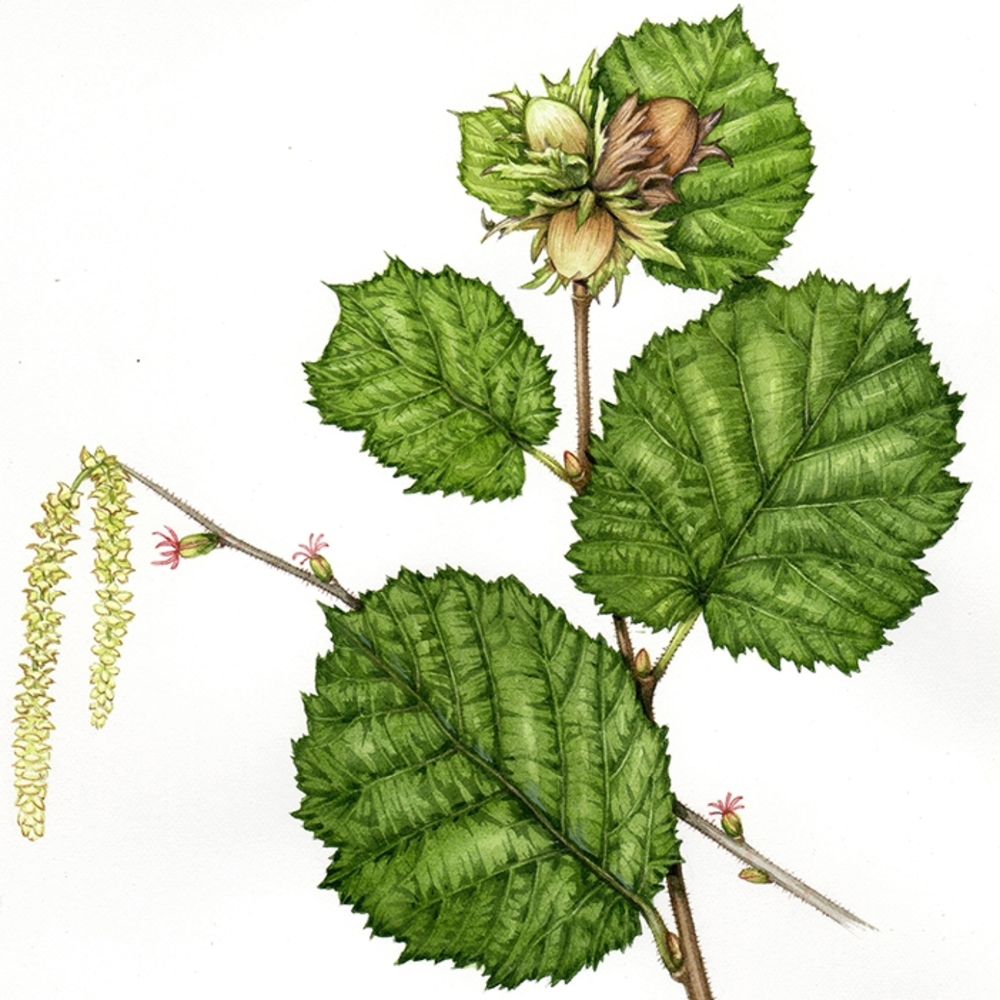 Hazel Corylus avellana leaves catkins, and nuts botanical illustration