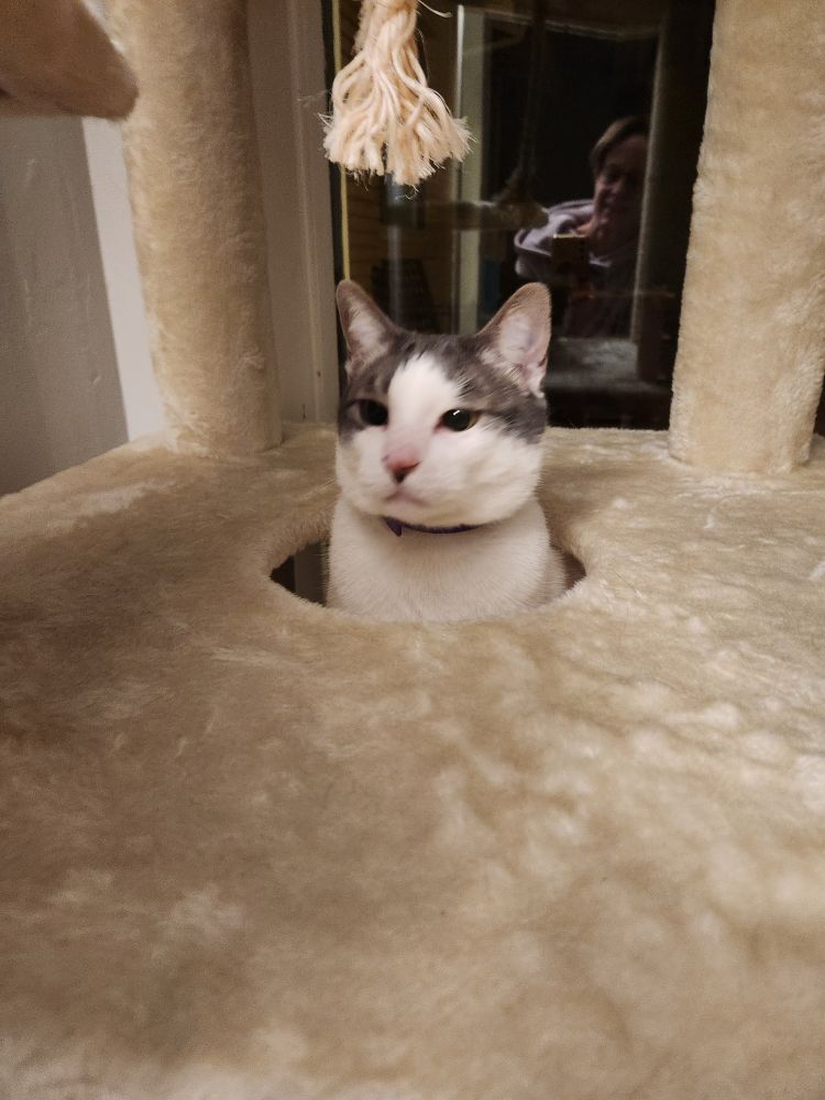 Festus, a large grey and white cat pokes his head thru a hole in a cream colored cat tower looking just off camera. His face is serious. No thoughts at all, just serious. Truly a sea cucumber in a cat costume