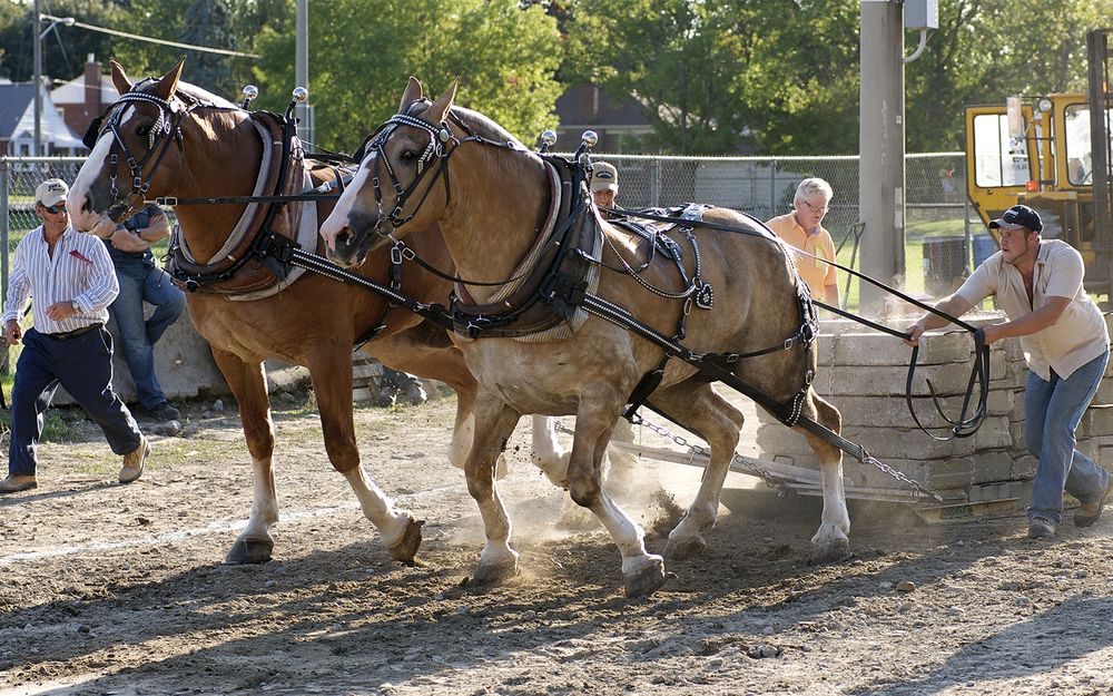 Country boys wrangling around with some giant horses