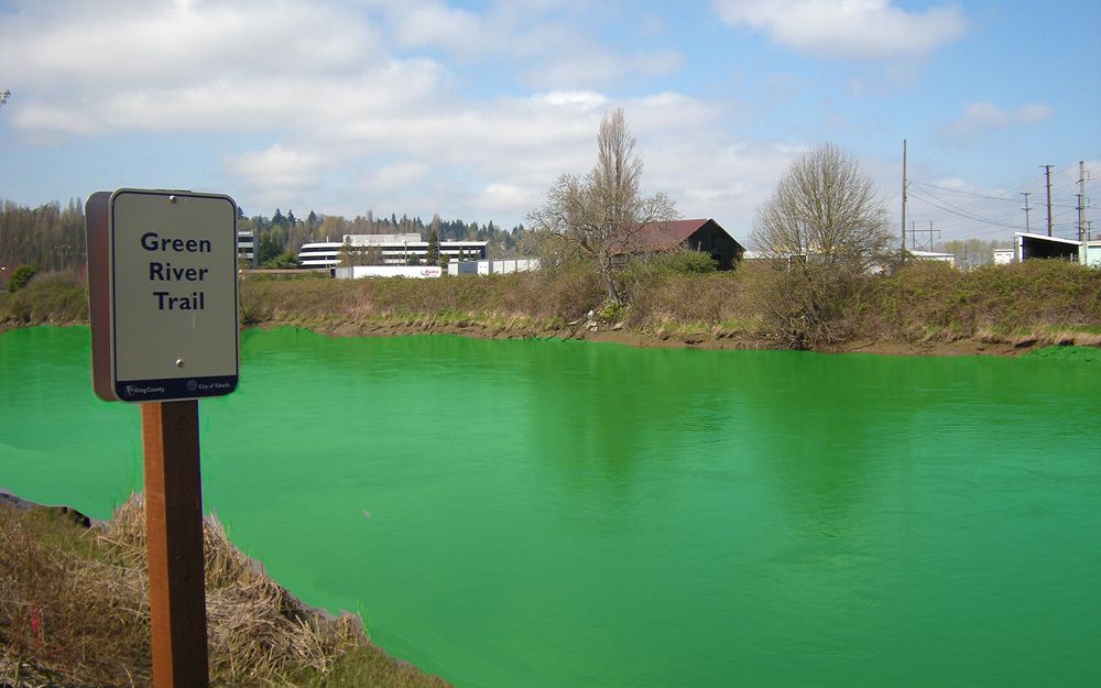 Photo of green Duwamish along the Green River Trail