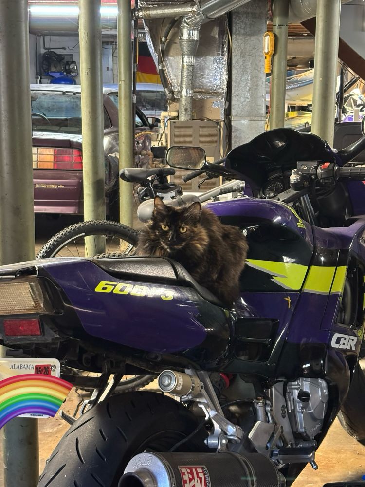 cat on motorcycle behind third gen camaro