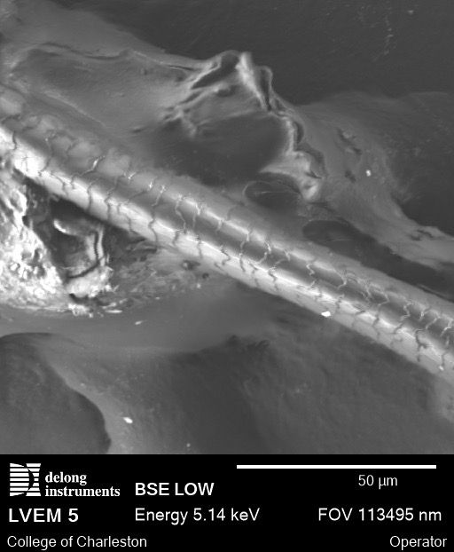 Scanning electron microscope image of human hair (black and white)