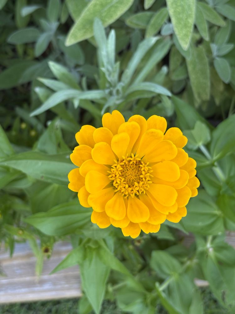 Yellow zinnia