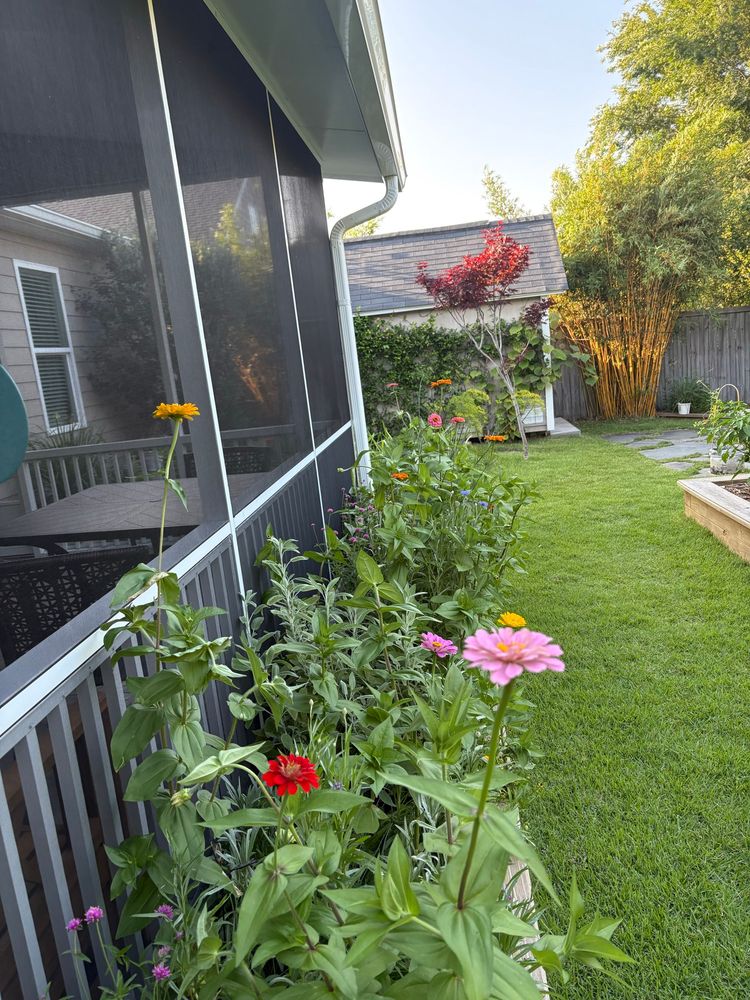 Backyard garden with multicolored zinnias