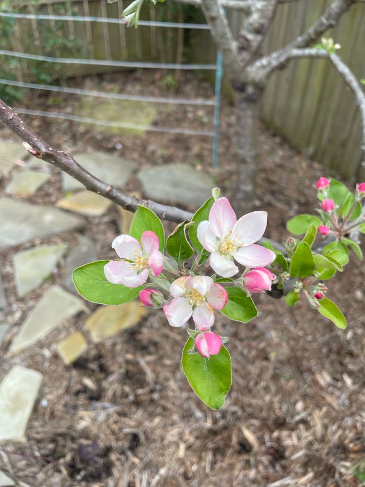 Close up picture of Dorset apple blossom
