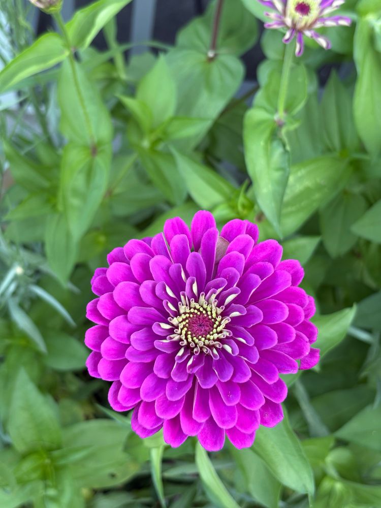 Purple zinnia