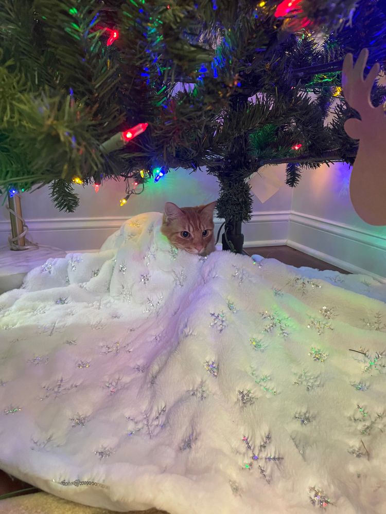 Orange tabby under white Christmas tree skirt with head poking out