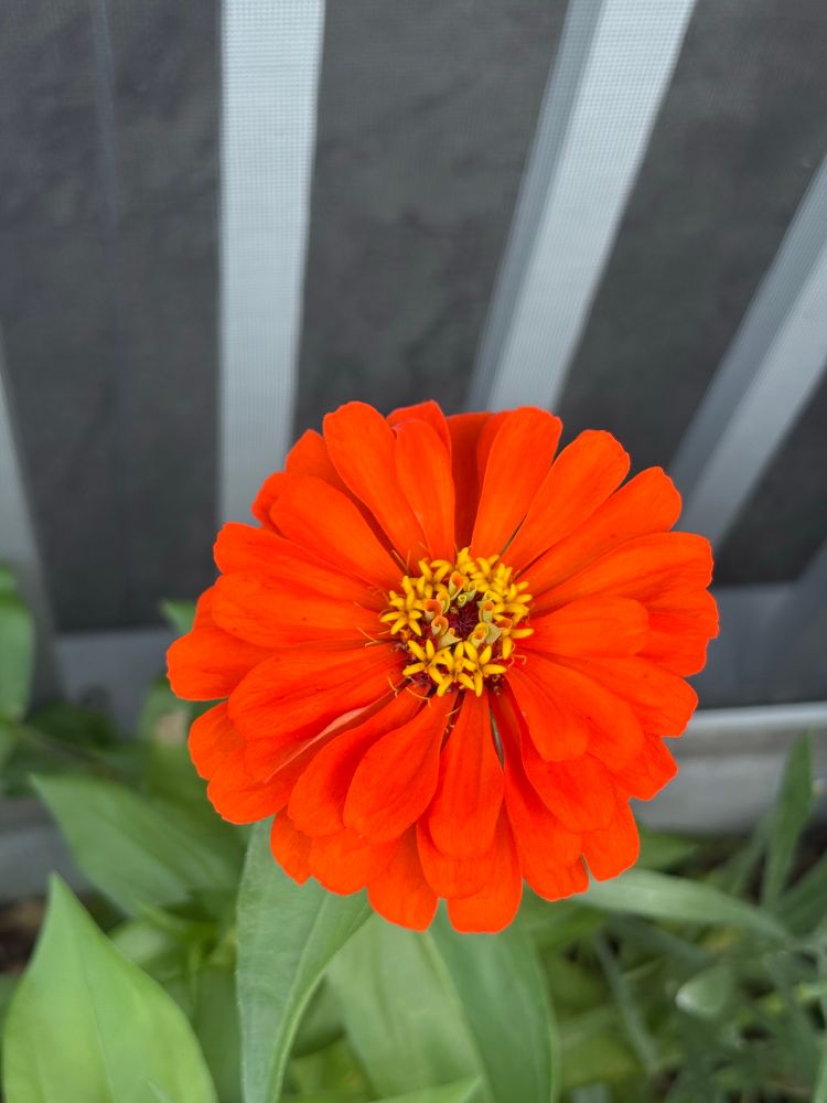 Orange zinnia