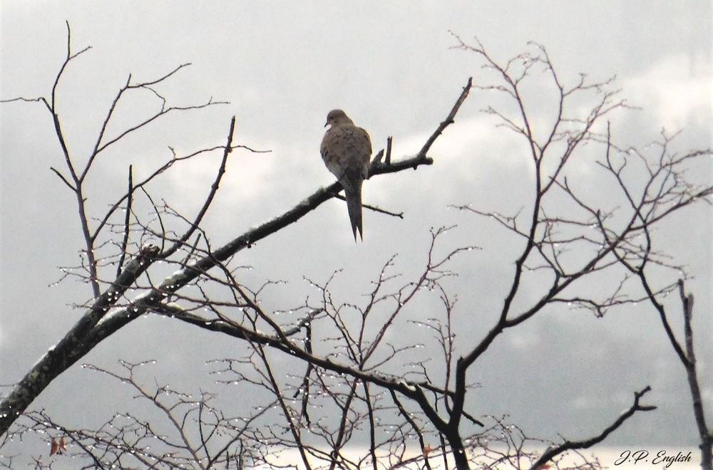A dove in a tree in the rain.