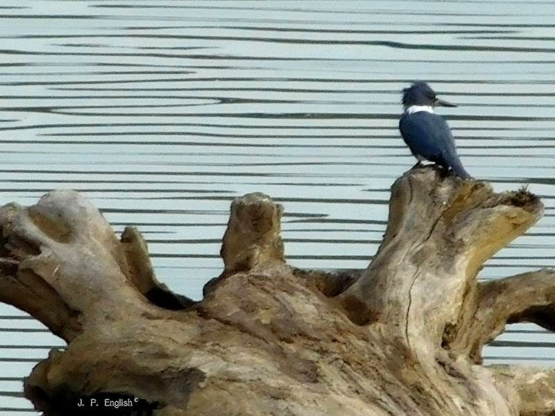 Gray and white bird on a log.