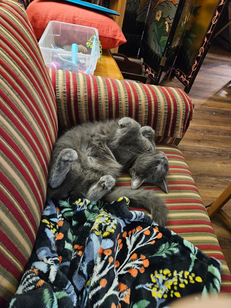 A fuzzy grey cat sleeping on her back in an undignified pose that makes my back hurt.