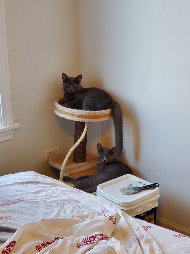 Two very similar-looking grey cats on a short cat tower, staring at the viewer.
