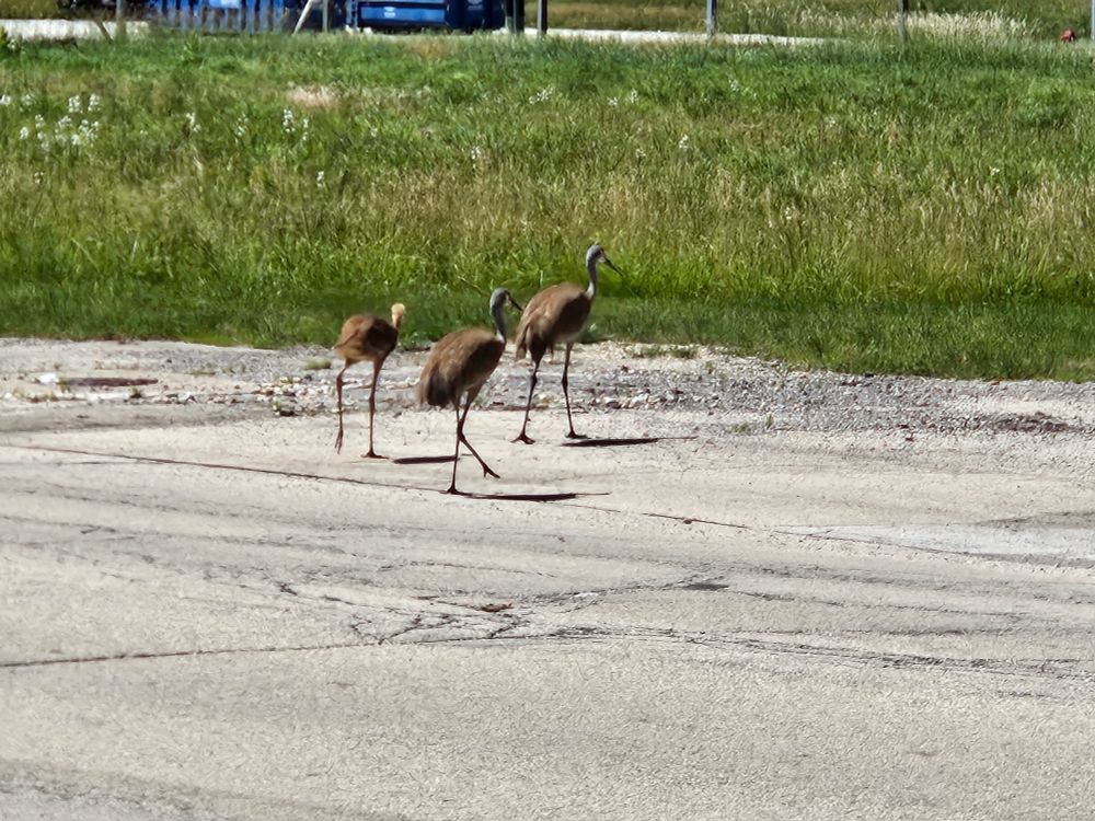 Two adult sandhill cranes crossing a road, accompanied by a crane colt.