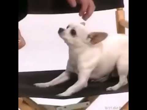 penn says I love you dog