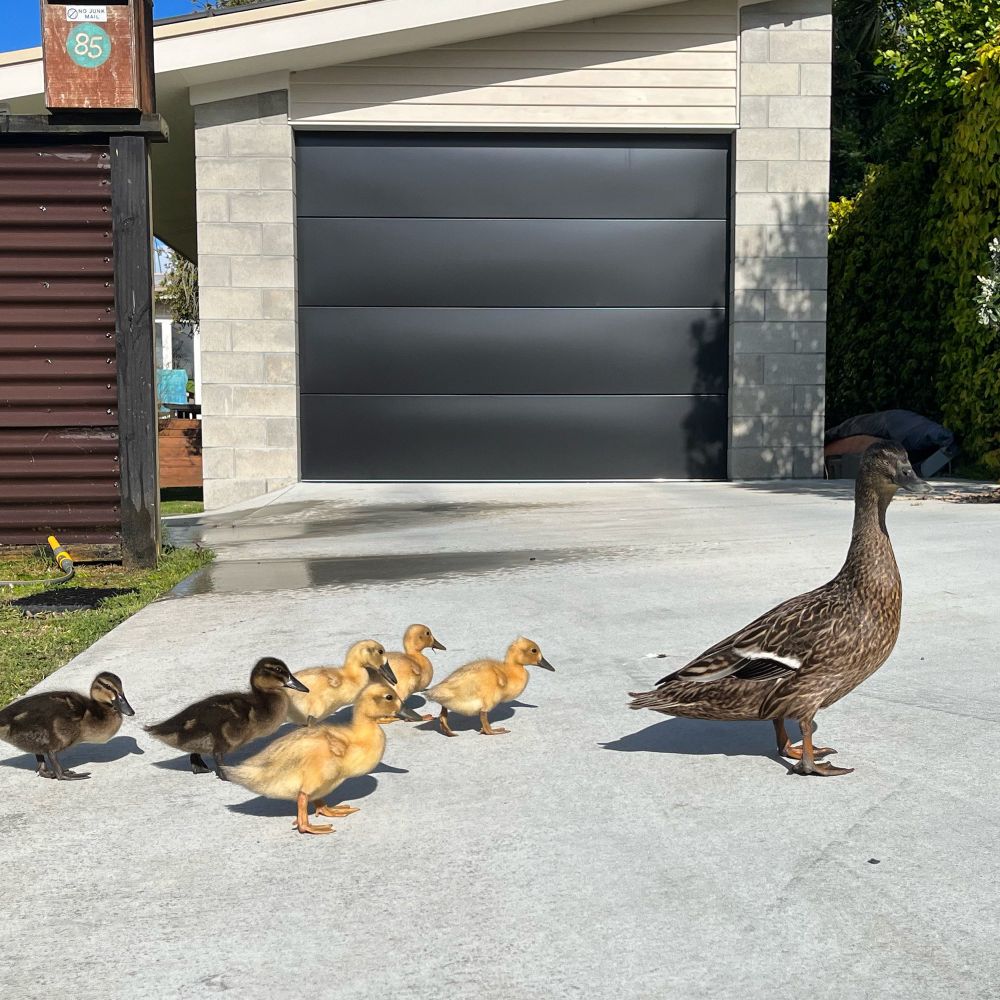 Mother duck and her ducklings