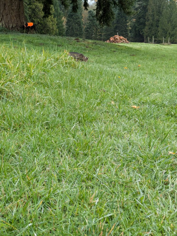 Killer the Tabby munching greens in the field, overshadowed by ancient Douglas fir, photobombed by Mr T in his orange safety 🦺 vest, evergreens marking borders in the background.