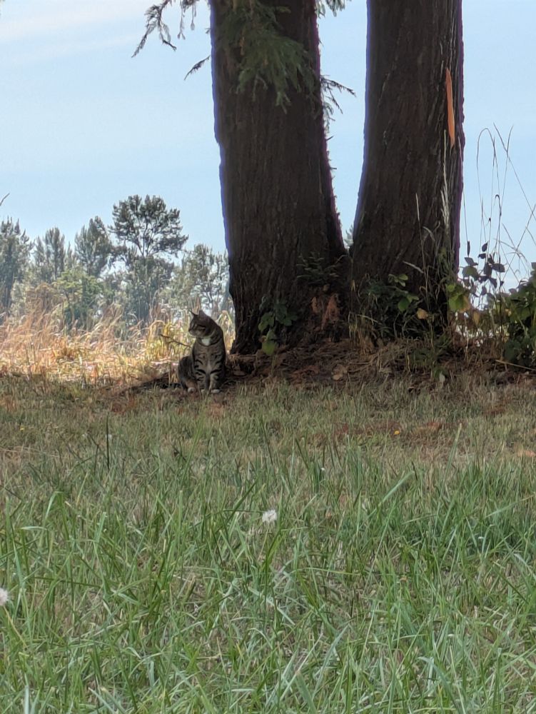 Killer the Tabby seated in the shade beneath two cedar trees at the edge of the hay field, cottonwoods beyond under a somewhat smoky Pacific Northwest blue-ish sky