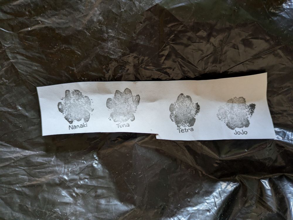 Thank kew note "signed" with four titled Kitty paw prints 