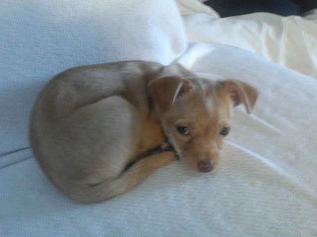 Baby Robin, the day I got her or maybe like a couple days later.