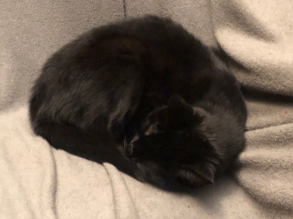 Shadow the void cat curled up into a tight ball on the grey fleece blanket he clearly loves very much
