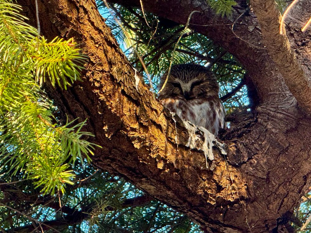 Photo of a Northern Saw-whet Owl sitting in a tree.