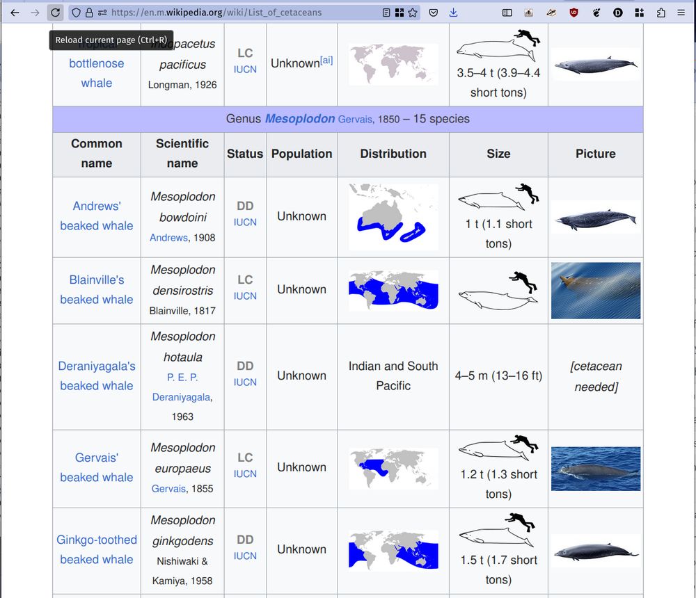 A screenshot from <https://en.m.wikipedia.org/wiki/List_of_cetaceans>. A table listing members of genus Mesoplodon is shown.  In the entry for Deraniyagala's beaked whale, the "Picture" cell contains text reading "[cetacean needed]".