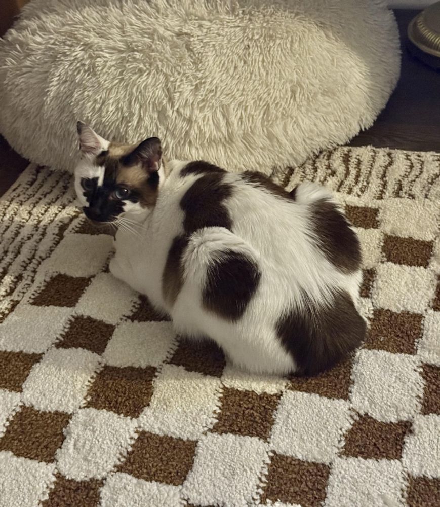 Un gato con un peculiar pelaje ajedrezado en marrón y blanco descansa sobre una alfombra con los mismos colores y distribución