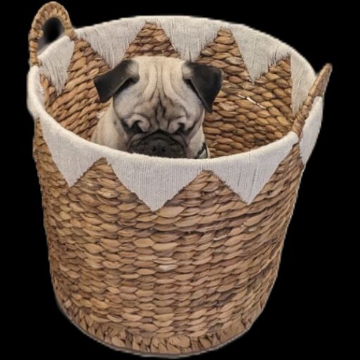 A pug with no eyes sits contented in a medium-sized wicker laundry basket, his little head poking above the rim, unaware of his plight being photographed. 