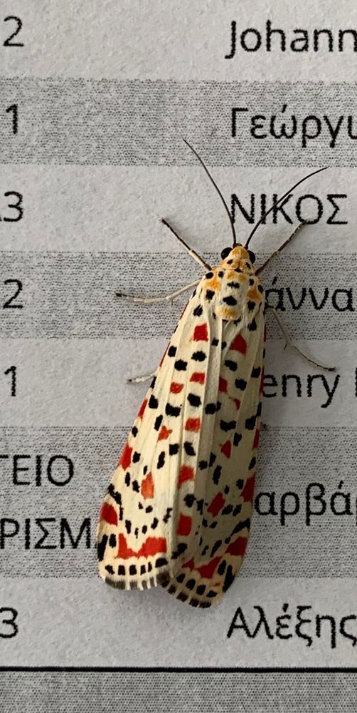 Colorful red and black spotted moth sitting on Greek service charges bill