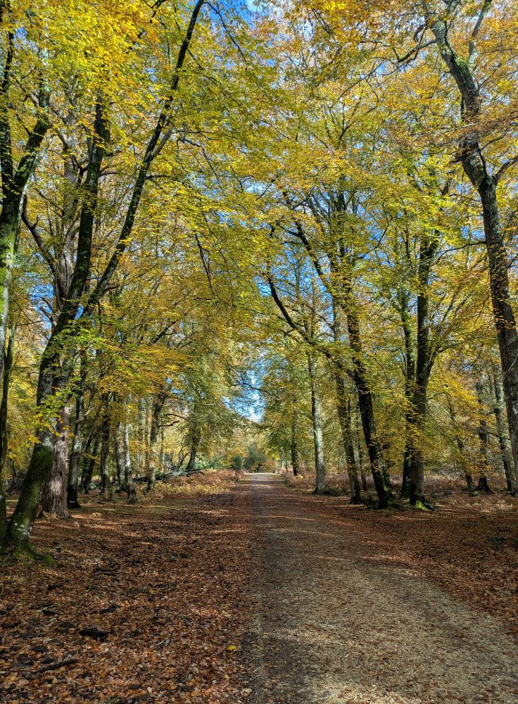 Gravel track leading uphill through autumnal trees.