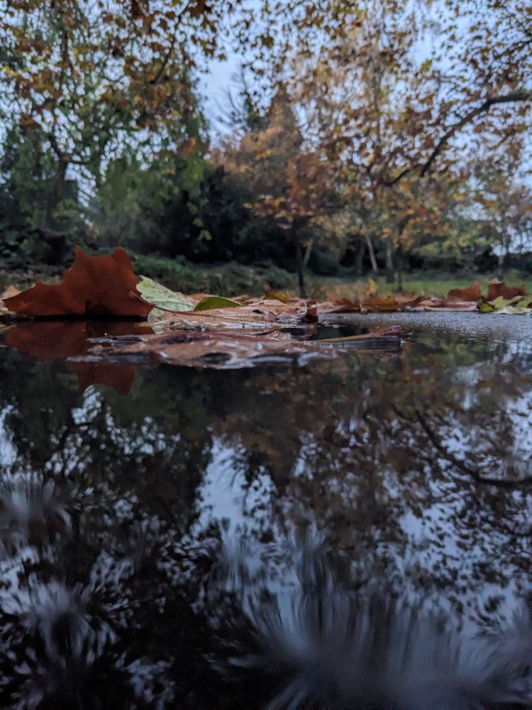 Fallen leaves floating in a puddle of water with trees in background. Taken in Dulwich Park.