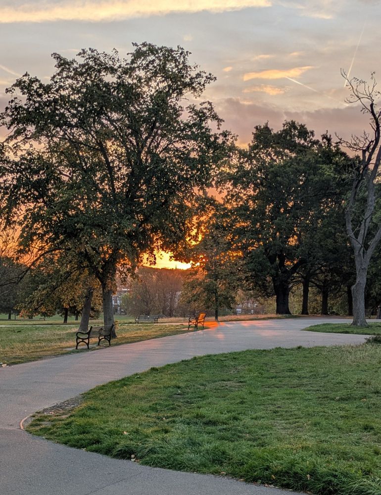 Orange sun at sunrise shining through trees 