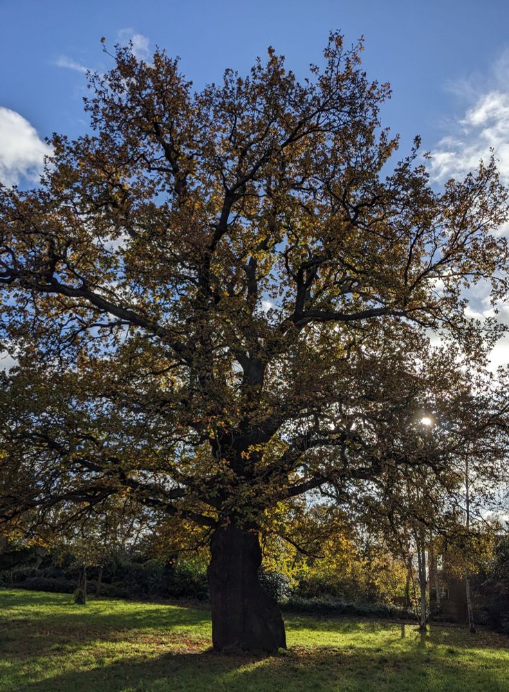 Oak tree in Dulwich Park against a blue sky with the sun peeping through the branches.
