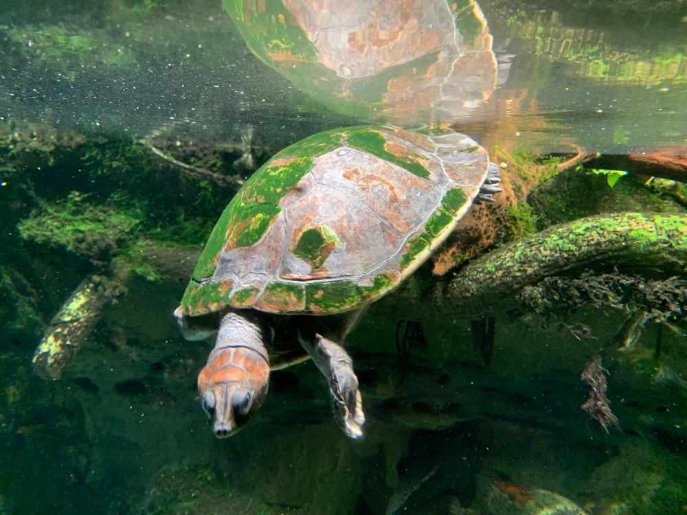 A color photograph of a turtle in the water with algae growing on its shell, swimming against a green background.