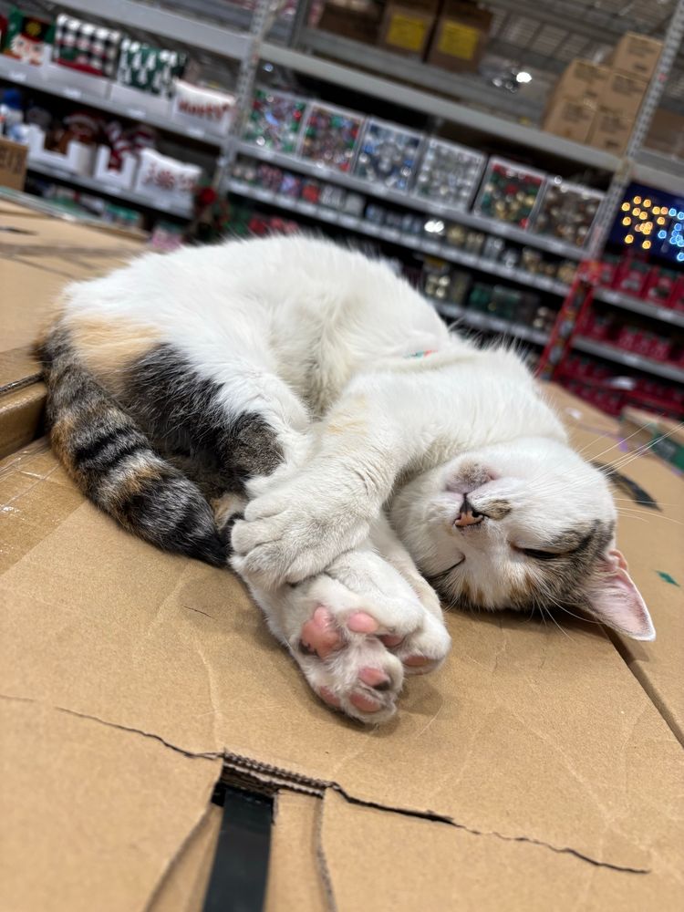 Francine the Lowe’s cat is sleeping.