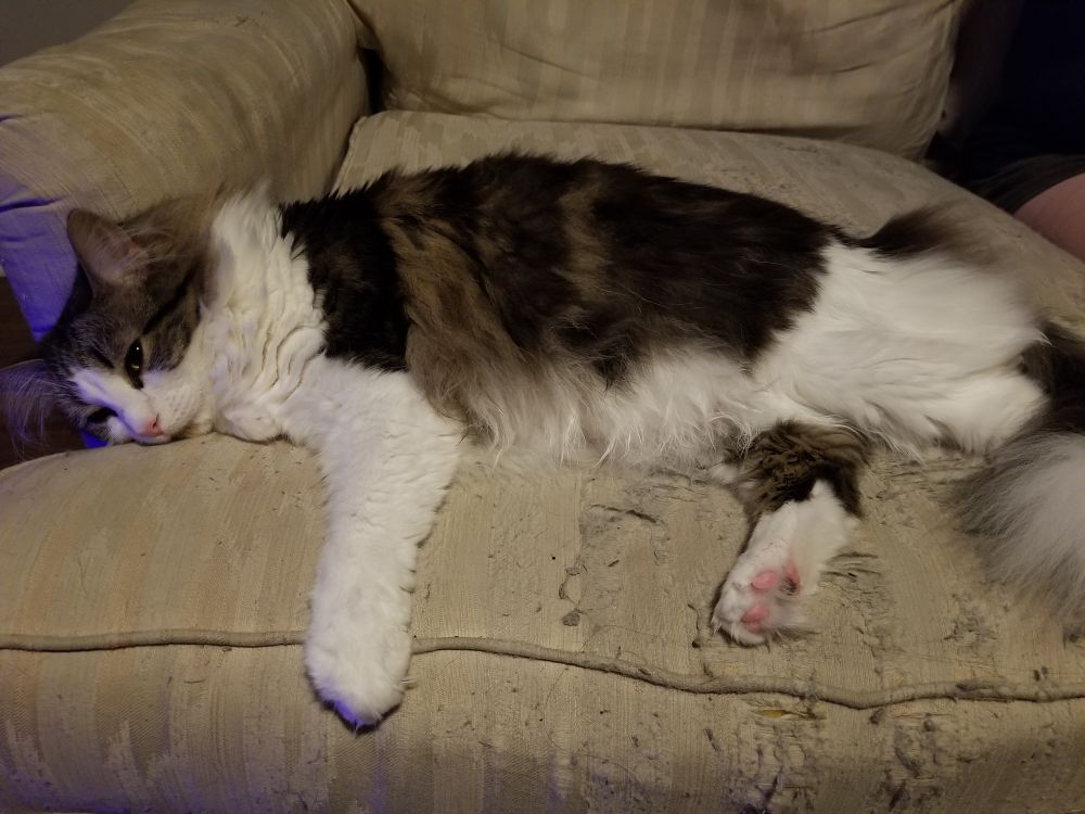 A ragdoll cat named Mash with white, brown, black and gray fur laying on his side on a white couch and snoozing away the evening. This angle is also further and shows most of his body including his scruffy tail and belly.