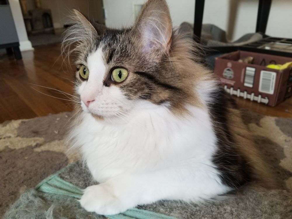 A white, gray, brown and black ragdoll cat named Mash is propped up on a scratching post in the shape of a halfpipe and stares out the front window with big, attentive green eyes because he sees birds landing in the yard.