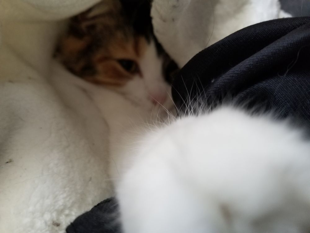 A fluffy calico cat named Kenma with predominantly white fur along with shades of brown, tan, black and orange vegging out under her favorite white blanket along with some of my clothes. Now she's got her white paw stretched out towards me in a mildly threatening manner. 