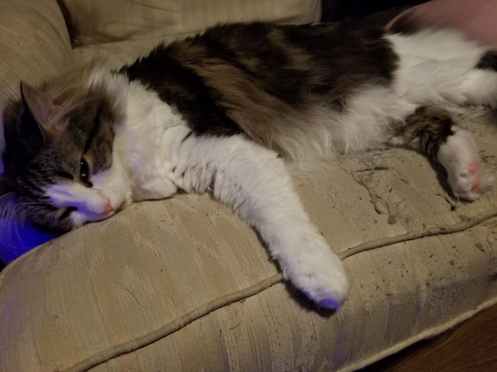 A ragdoll cat named Mash with white, brown, black and gray fur laying on his side on a white couch and snoozing away the evening. This is from further away and Mash's eyes half-lit.
