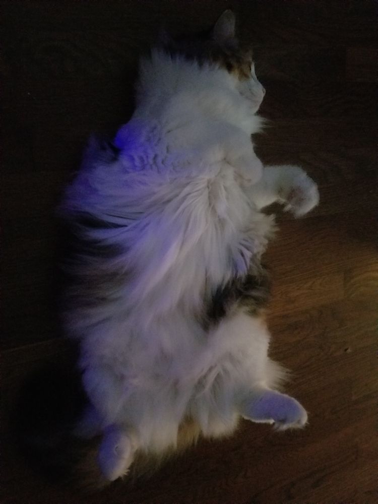 A floofy calico cat named Kenma lying on her back and showing off her fluffy white belly. This shot shows her whole body and she's staring out the door.