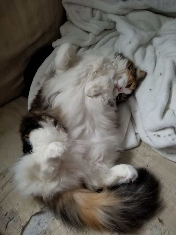A fluffy long-haired calico cat named Kenma with white, brown, orange, tan and black fur lies all topsy-turvy on her back with her head upside-down while she lies on a plush white blanket. This shot is pulled back showering her full body including her bushy, colorful tail and her curled feeties and paws.