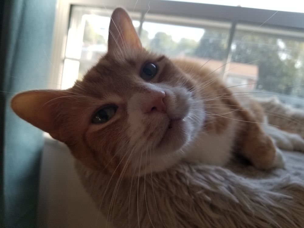 An orange and white tabby named Crookshanks looks at the camera while lounging on top of his cat tower next to a window.