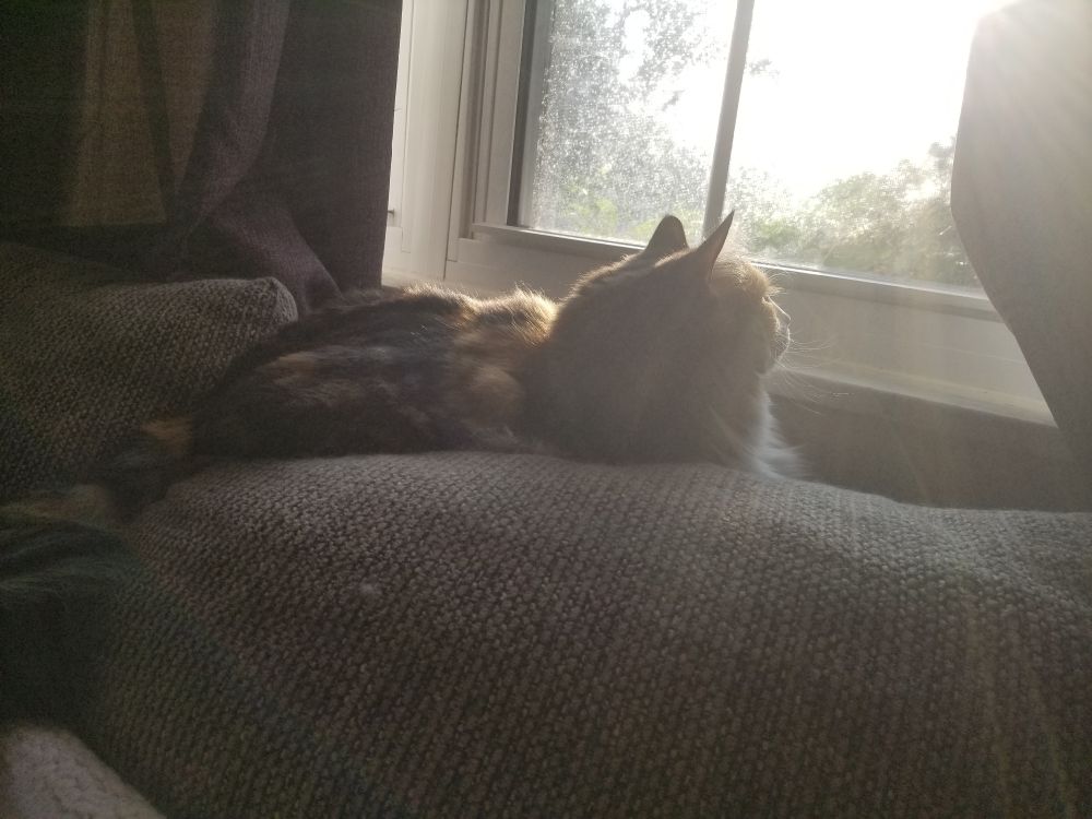 A fluffy white, tan, brown, gray and black calico cat named Kenma rests atop a brown couch while she stares out at the sunny morning and watches the birds flying to and from their bird feeder.