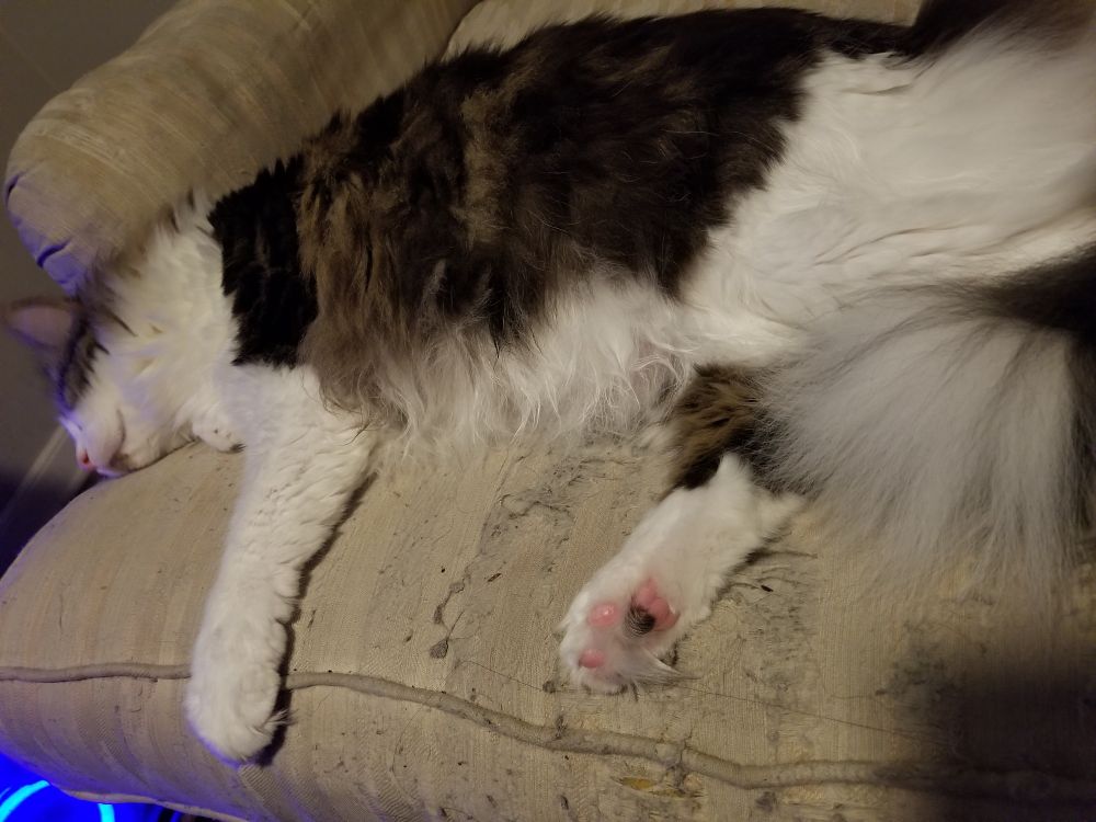 A ragdoll cat named Mash with white, brown, black and gray fur laying on his side on a white couch and snoozing away the evening. The angle shows two of his paws sticking out and one has both pink and black beans on the underside.