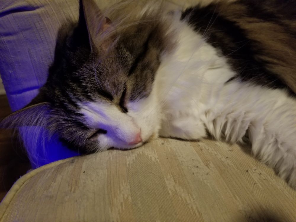 A ragdoll cat named Mash with white, brown, black and gray fur laying on his side on a white couch and snoozing away the evening. This is a closer shot of his face, he has black fur around his eyes which are closed.