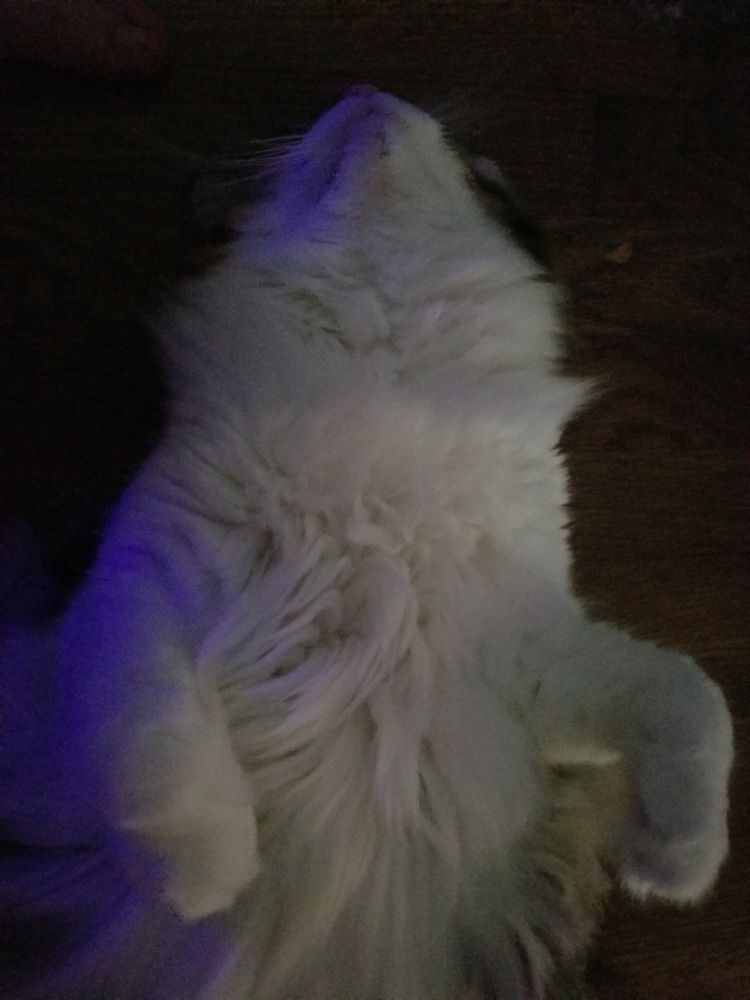 A floofy calico cat named Kenma lies on her back and shows off her white belly fur.