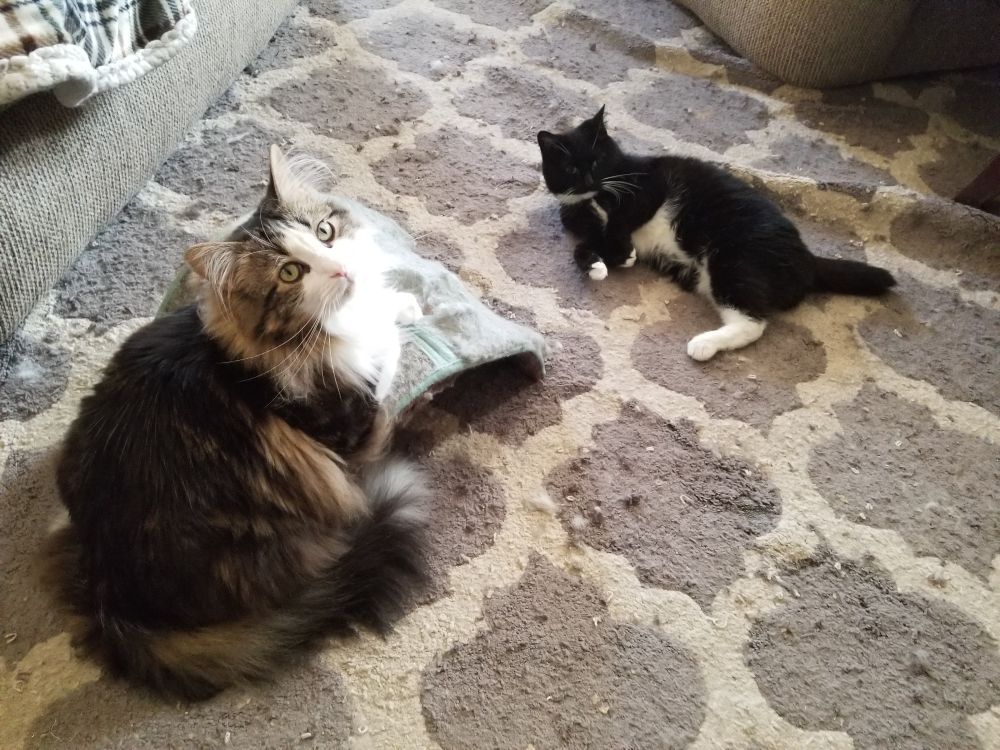 A tuxedo tripod cat with black and white fur named Polly lies on her side on the carpet and looks up at the camera. Beside her, a black, gray, brown and white ragdoll cat named Mash is posted up on the scratching post he and Polly love while they relax together, with Mash also staring up at the camera. 